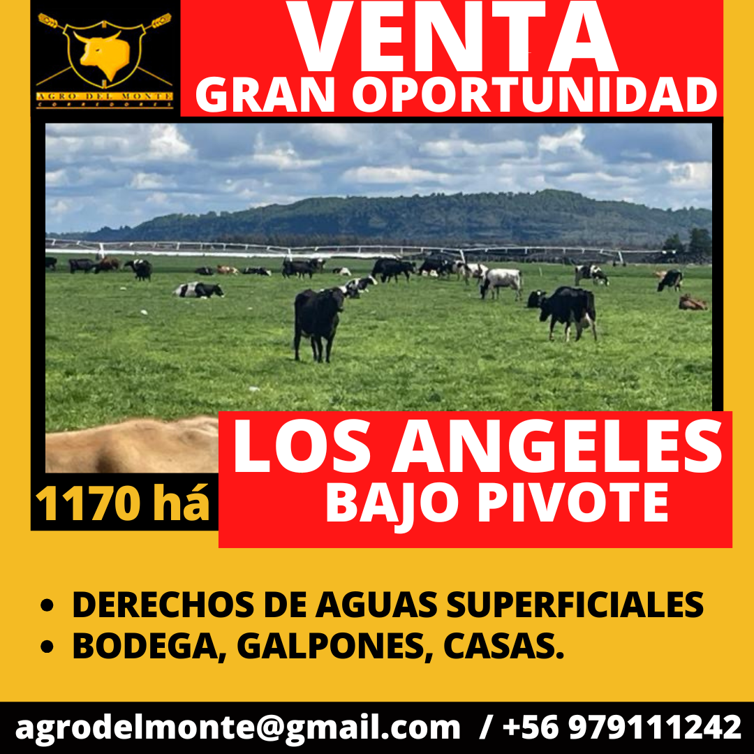 los angeles bajo pivote