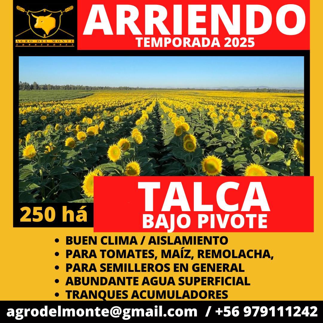 talca bajo pivote