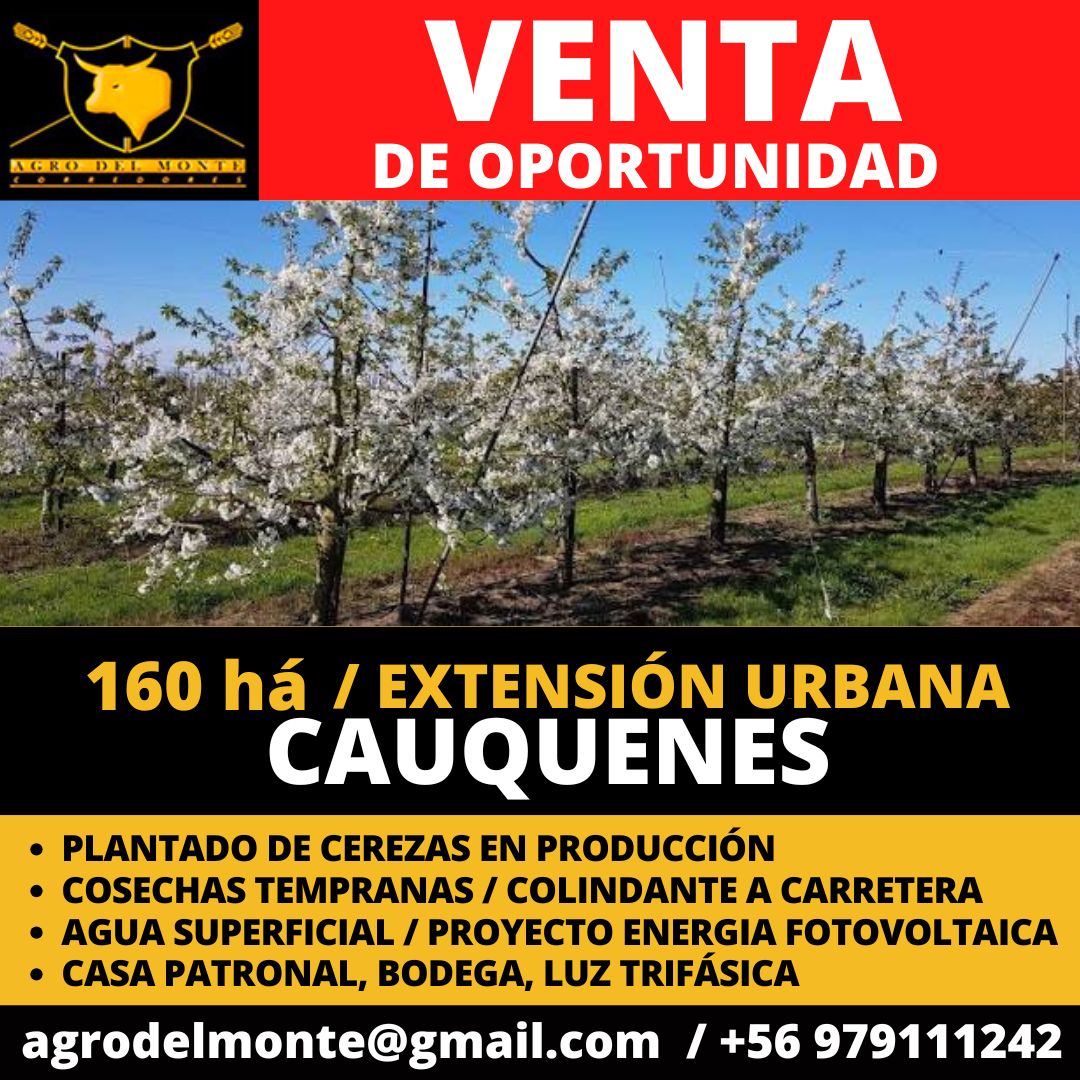 WhatsApp Image 2025-10-17 at 16.26.38 (1)