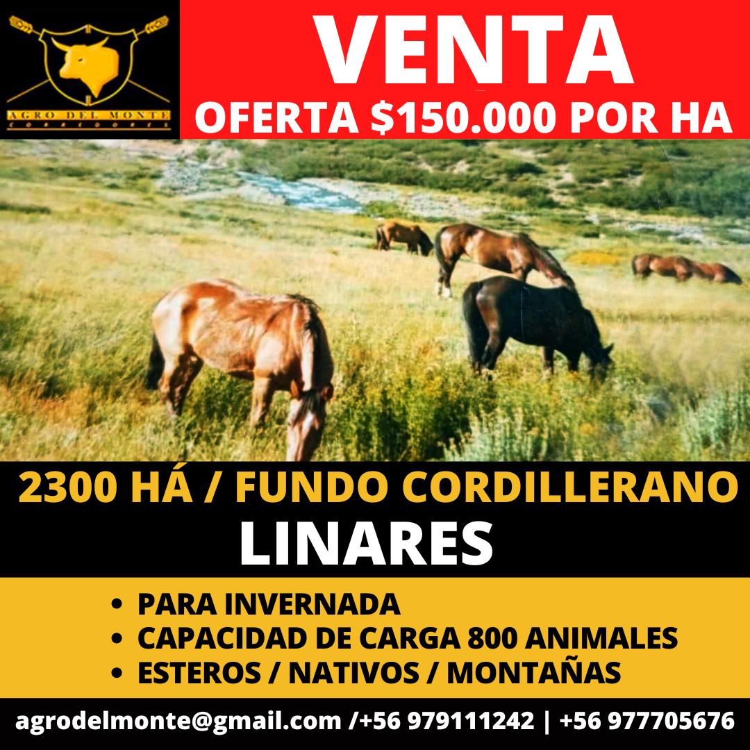 WhatsApp Image 2025-10-20 at 17.27.50